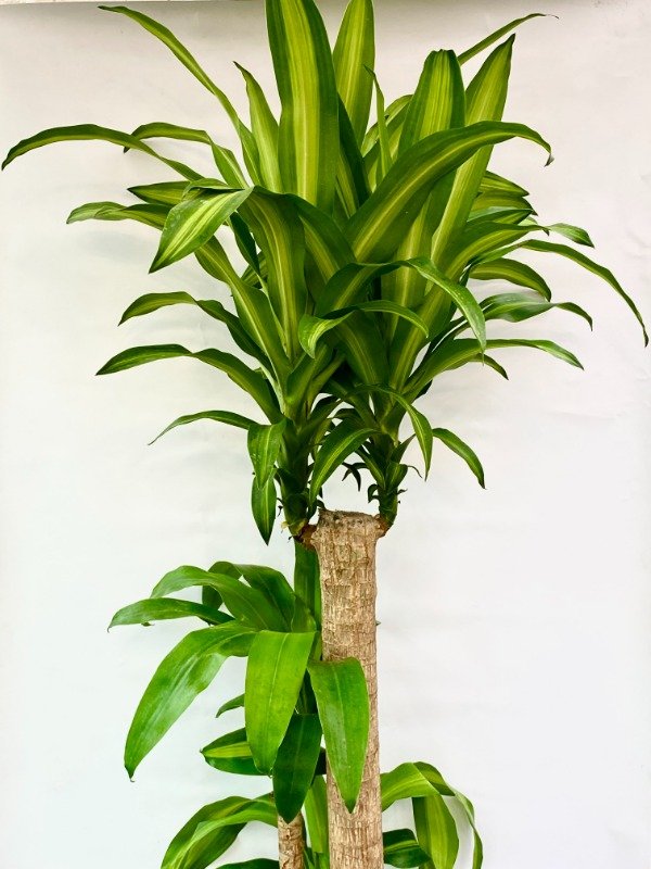 Producto - Palo de Agua 10 Lt