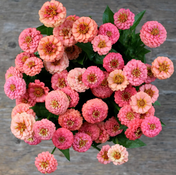 Producto - Zinnia Elegans Oklahoma Salmon - 6