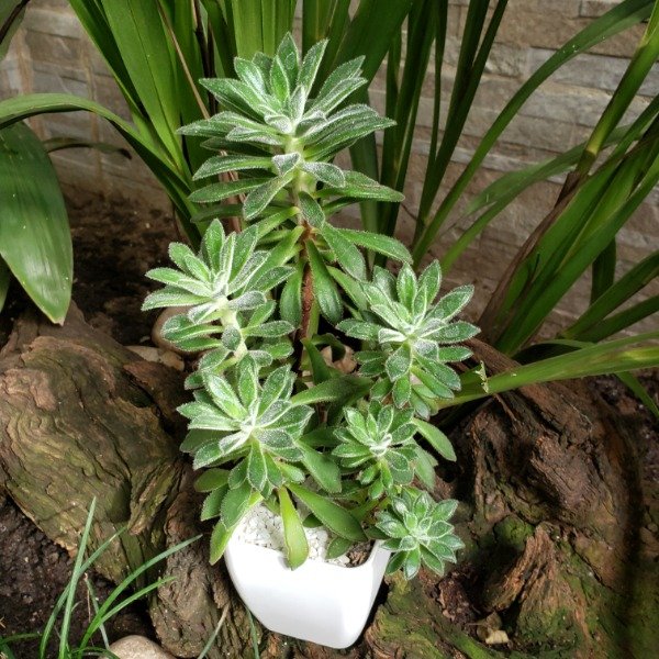 Producto - Echeveria pulvinata (Colonia)