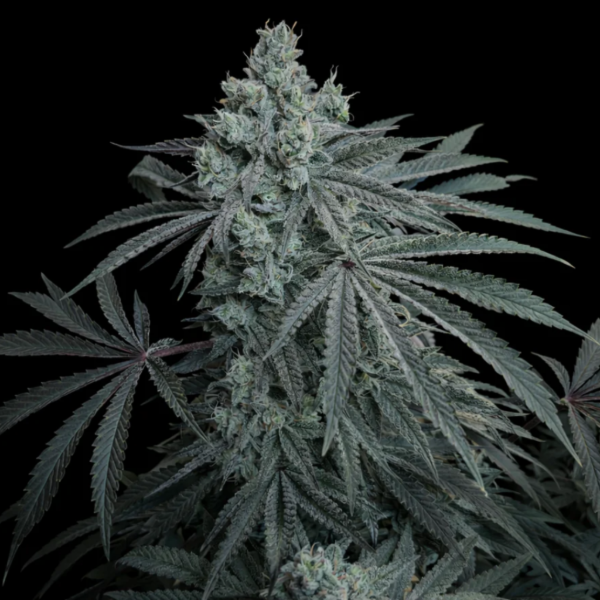 Producto - SECRETFILE CHERRY ZODA X FPO (TROPICAL)