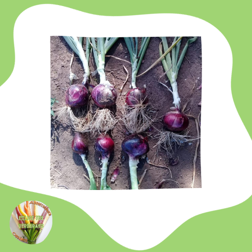 Producto - Cebolla morada - 1kg