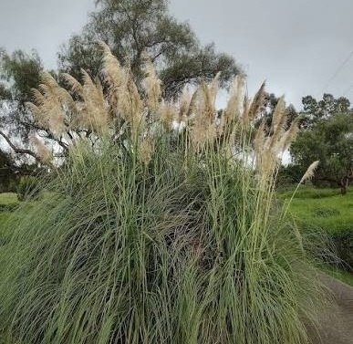 Producto - Lamprothyrsus hieronymi 5 L