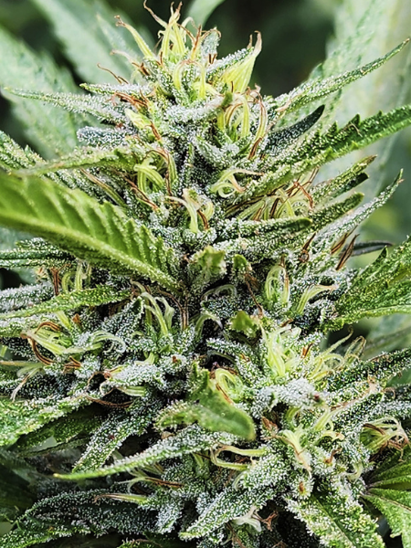Producto - Mandaruntz x5 - Silver River Seeds