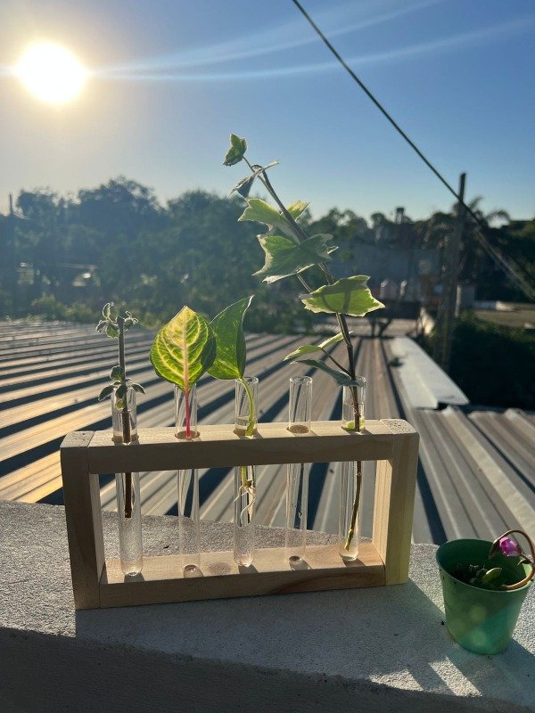 Producto - Propagador de 5 esquejes