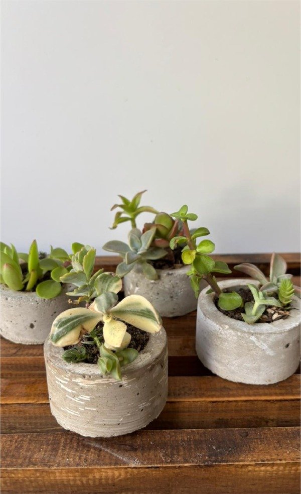 Producto - Suculentas en base de cemento