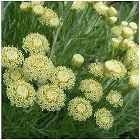 Producto - Santolina etrusca 0,75 L