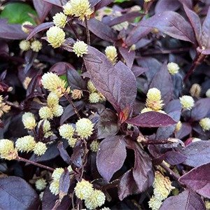 Producto - Alternanthera brasiliana