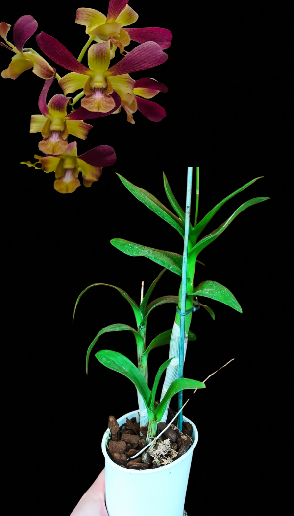 Producto - Denphal 5