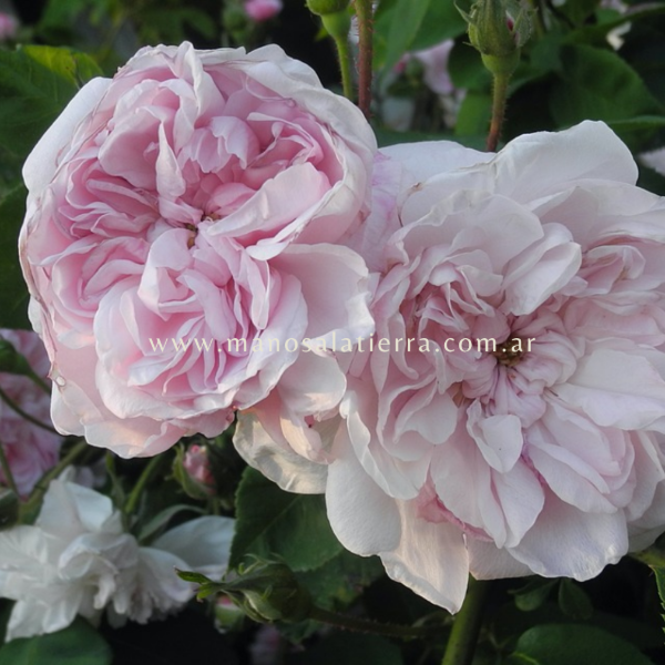 Producto - Rosal Fantin Latour - 1