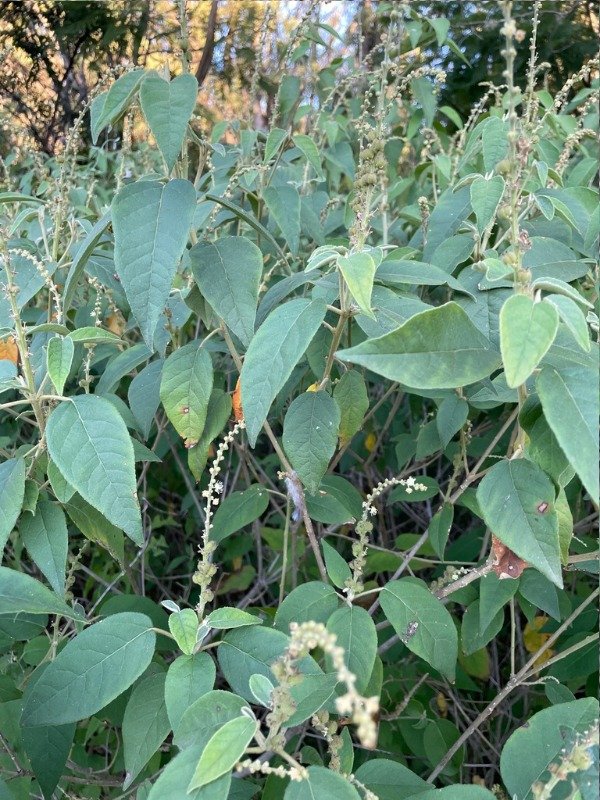 Producto - TINAJERA (Croton lachnostachyus)