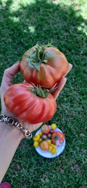 Producto - Semillas agroecologicas de tomate rosado europeo