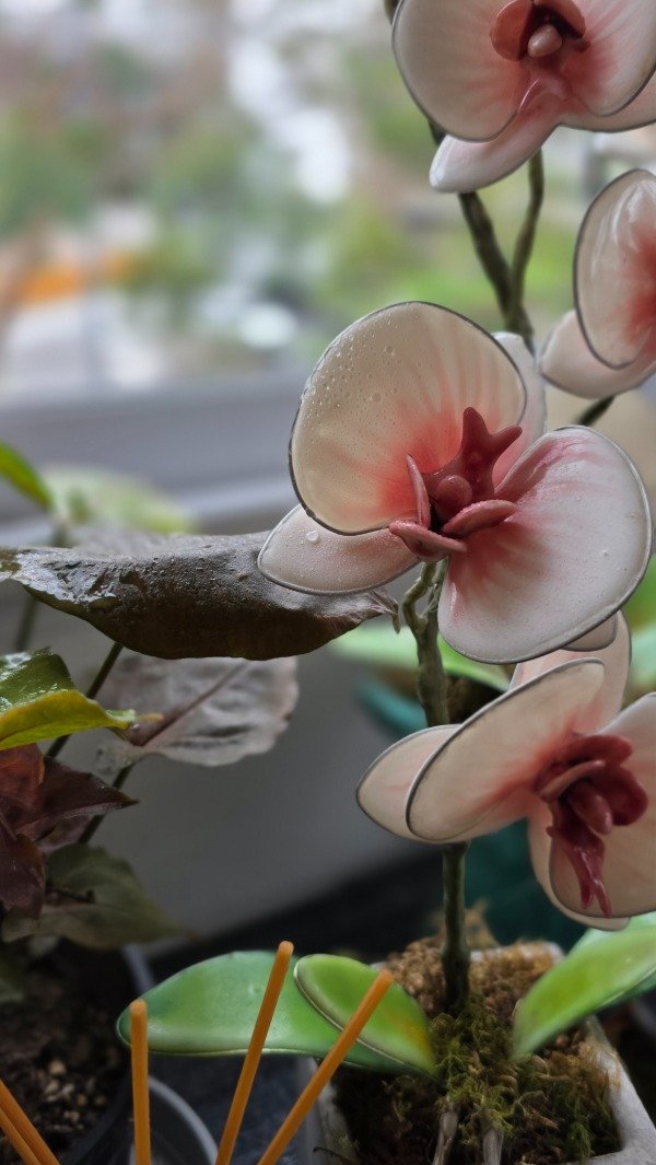 Producto - MASTER ORQUIDEAS ONLINE - 6