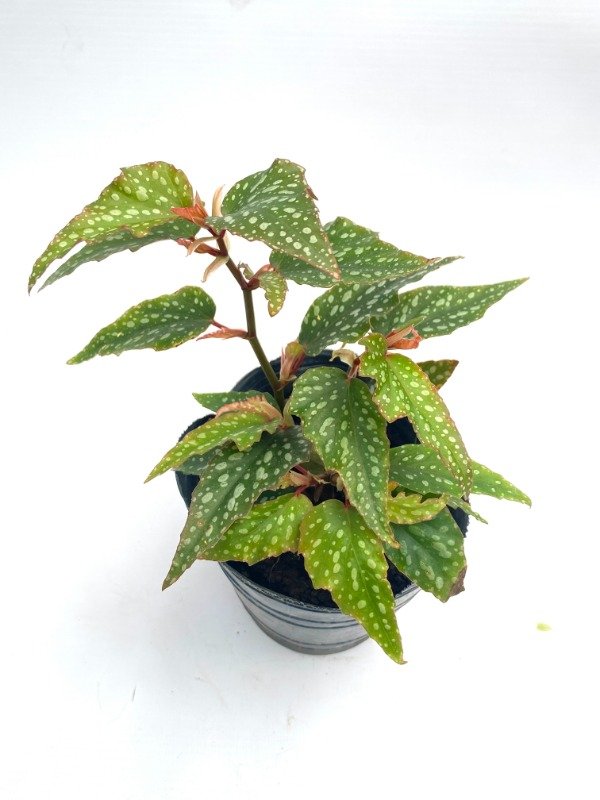 Producto - Begonia Maculata en maceta número 12