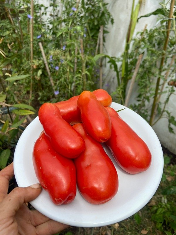 Producto - Semillas Agroecologicas tomate san marzano