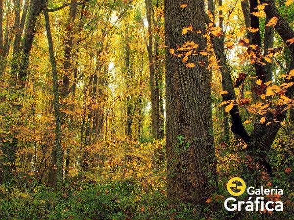 Producto - Bosque FS FS06