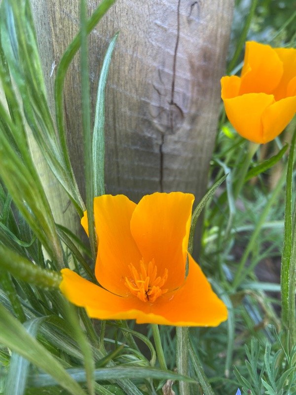 Producto - Plantin Agroecologico de amapola californiana