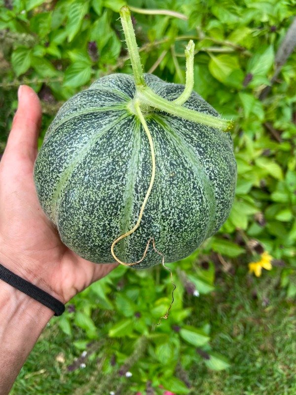 Producto - Semillas agroecologicas de melon anana