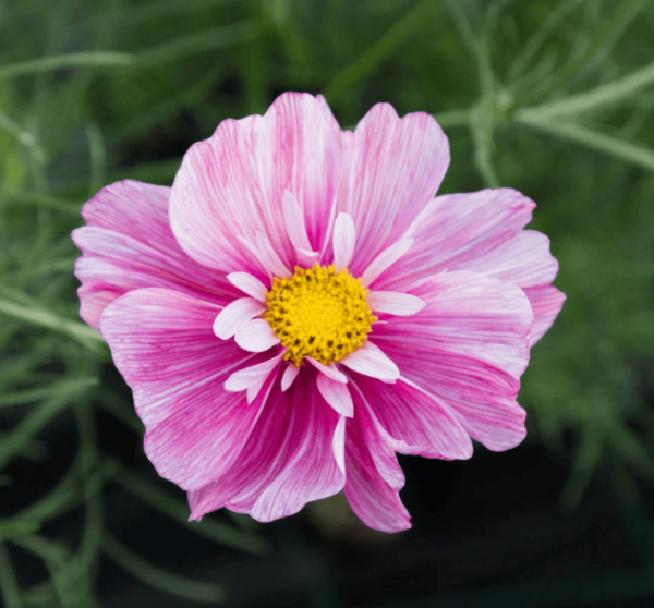 Producto - Cosmos bipinnatus Rosetta - 3