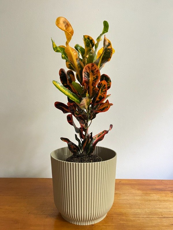 Producto - CROTON + MACETA N18/20