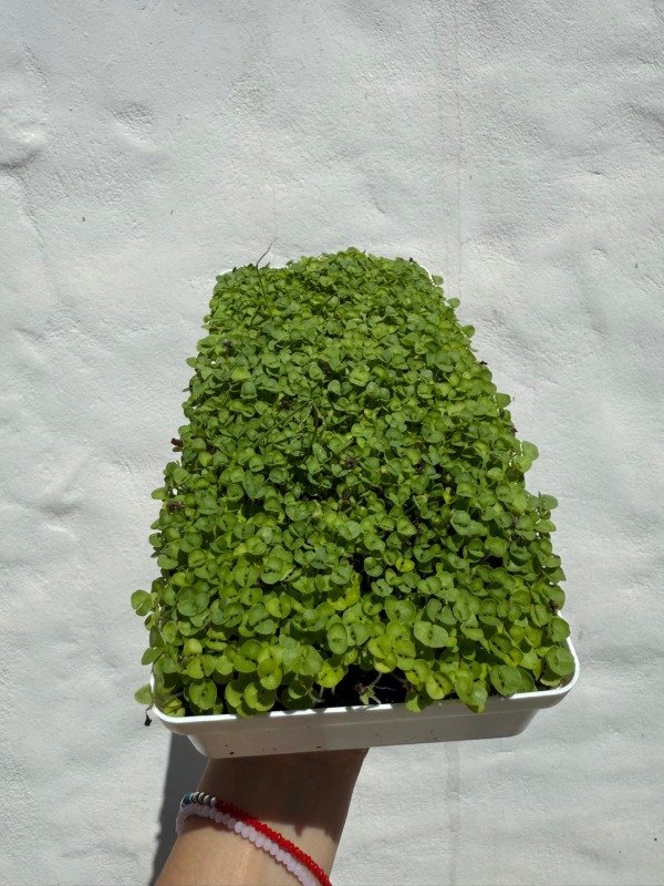 Producto - Kit de microgreens (sustrato) - 2