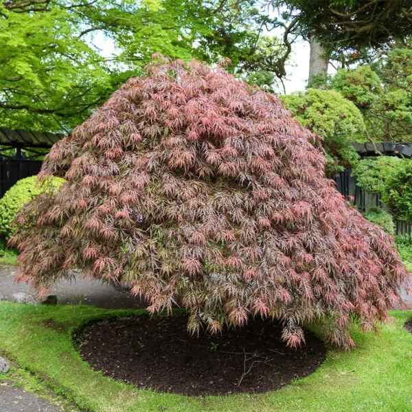 Producto - Acer palmatum Orangeola