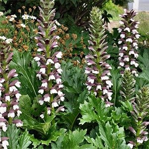 Producto - Acanthus mollis