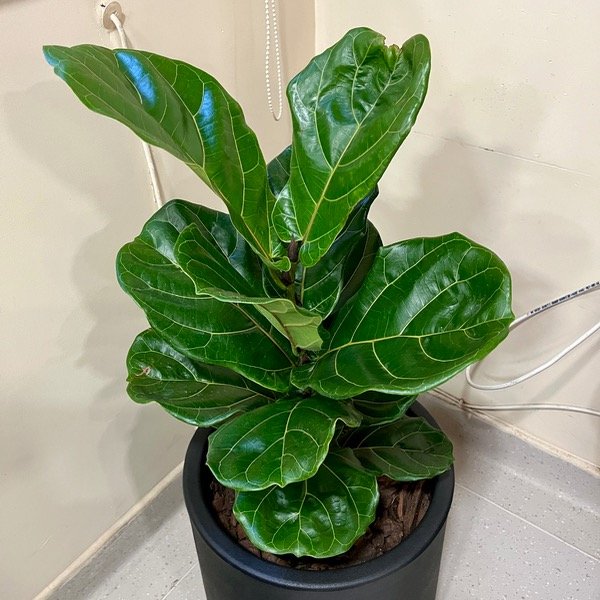 Producto - Ficus Pandurata -M-
