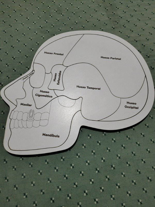 Producto - Anatomía Cerebral y Cráneo