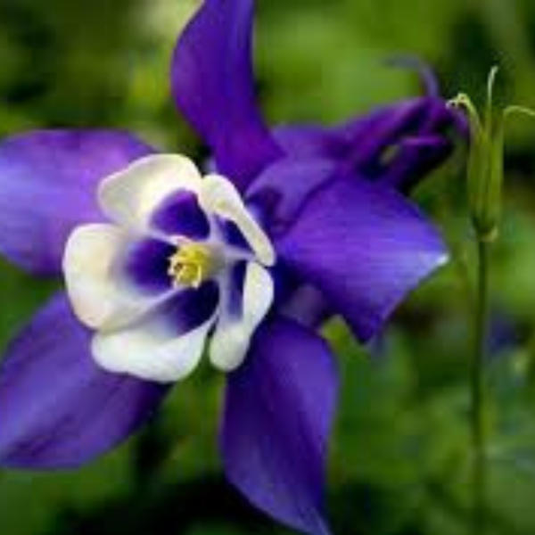 Producto - AQUILEGIA