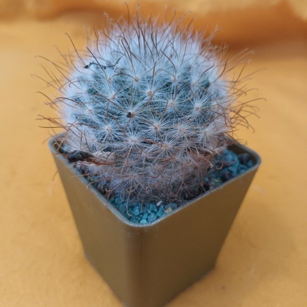 Miniatura de producto - 16