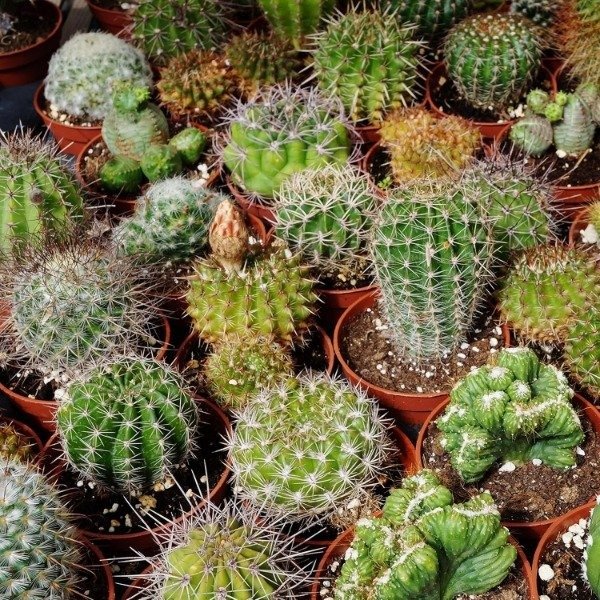 Producto - Semillas De Cactus Cantero Maceta - 0