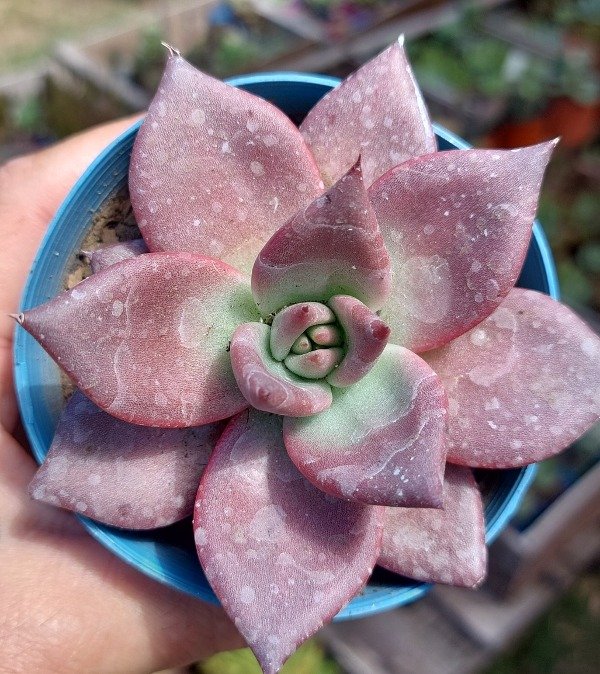 Producto - Echeveria Agavoides Romeo. Maceta 8