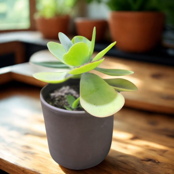 Producto - Kalanchoe thyrsiflora Maceta barro color chocolate