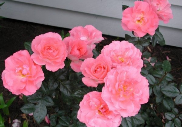 Producto - Jardins de France