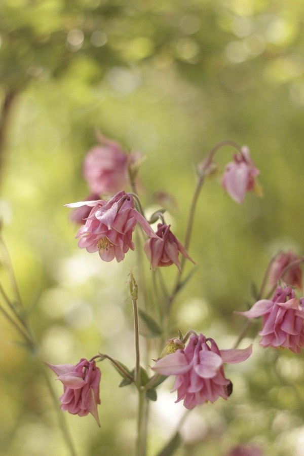 Producto - Aquilegia vulgaris - "Columbina Doble Rosada" - 0