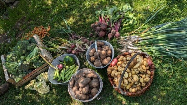 Producto - Taller de Huerta Virtual