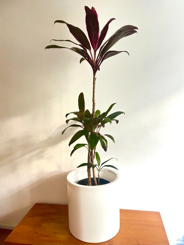 Producto - Dracena Cordyline Grande