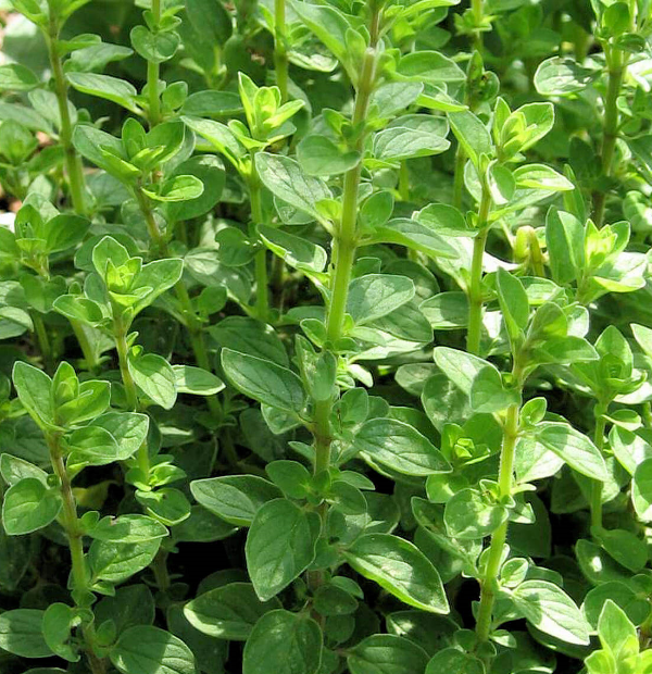 Producto - SEMILLAS DE MEJORANA DULCE ORIGANUM MAJORANA