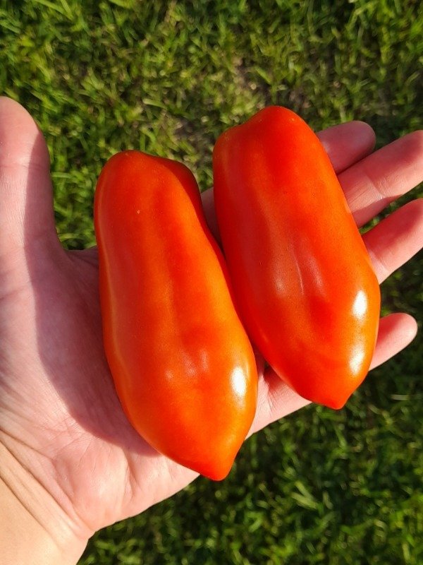 Producto - 15 Semillas de Tomate San Marzano - 0