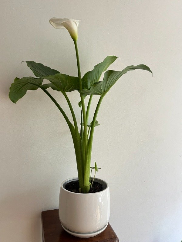 Producto - Cala Blanca