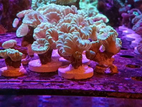 Producto - Caulastrea Hulk