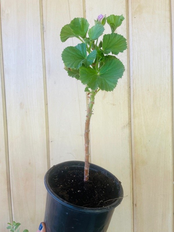 Producto - Geranio flor fuccia o rojo