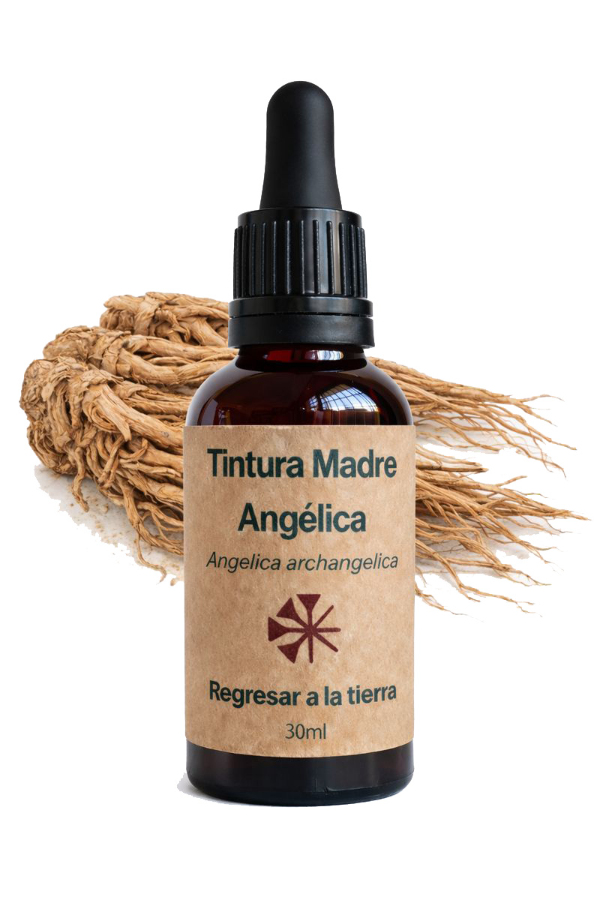 Producto - Tintura Madre de Angélica 30ml