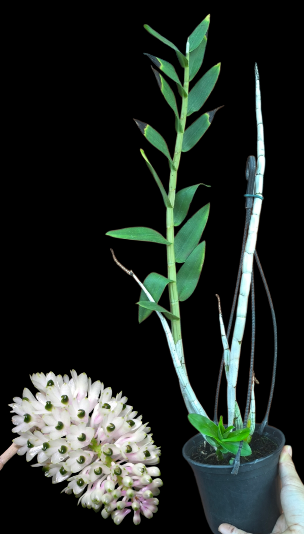 Producto - Dendrobium Smilliae