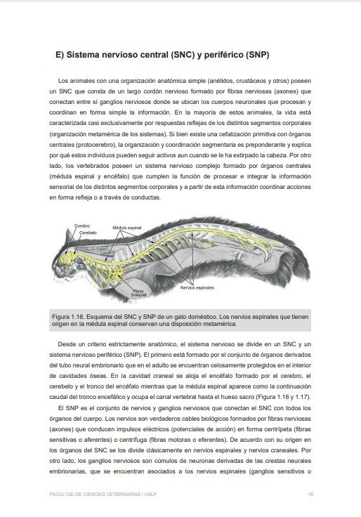 Producto - Zuccolilli: Neuroanatomía y Neurofisiología Animal - 9