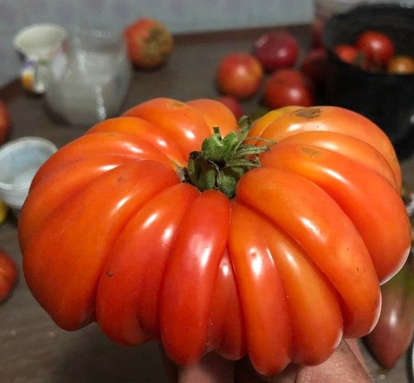 Producto - SEMILLAS DE TOMATE GRIBNOYE LUKOSHKO