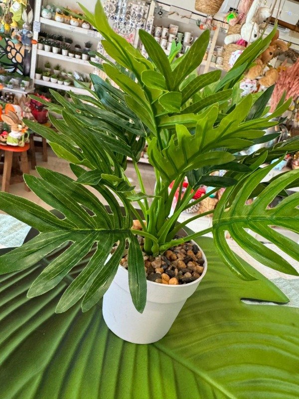 Guembe Planta Guembé 30 cm ( Efectivo: 11.120) - Secretos del Bosque