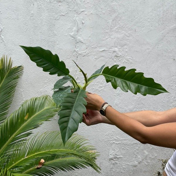 Producto - Philodendron Narrow m12