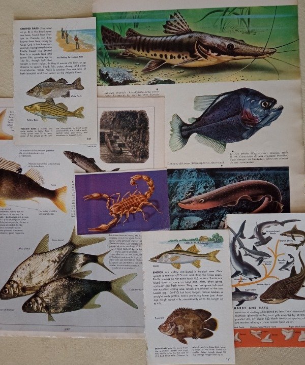 Producto - Imágenes animales acuáticos y anfibios - 30 unidades