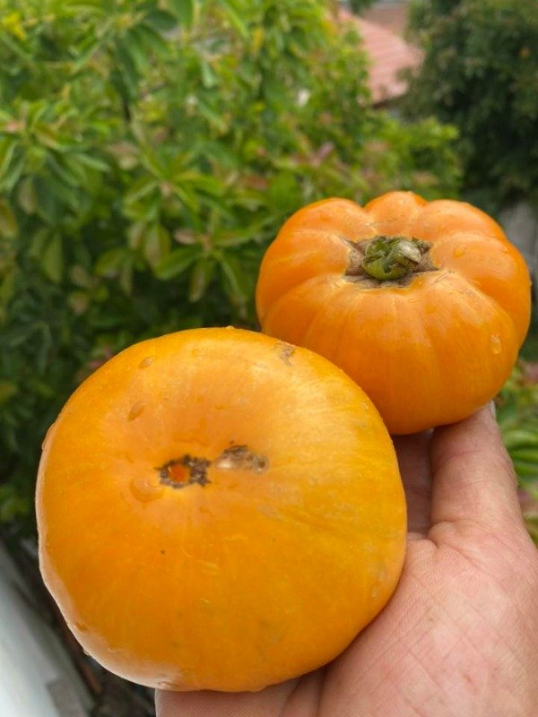 Producto - 150 SEMILLAS DE TOMATE CHEROKEE TIGER ORANGE